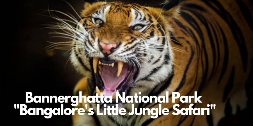 Bannerghatta National Park Bangalore's Wild Safari Adventure