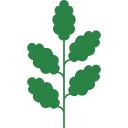 moringa